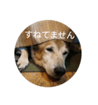 犬が適当に相づちを打つスタンプ（個別スタンプ：6）