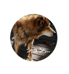 犬が適当に相づちを打つスタンプ（個別スタンプ：7）