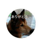 犬が適当に相づちを打つスタンプ（個別スタンプ：8）