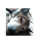 犬が適当に相づちを打つスタンプ（個別スタンプ：9）