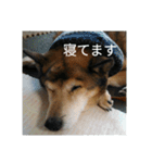 犬が適当に相づちを打つスタンプ（個別スタンプ：10）
