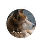 犬が適当に相づちを打つスタンプ（個別スタンプ：11）