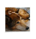 犬が適当に相づちを打つスタンプ（個別スタンプ：12）