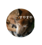 犬が適当に相づちを打つスタンプ（個別スタンプ：13）