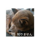 犬が適当に相づちを打つスタンプ（個別スタンプ：14）