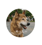 犬が適当に相づちを打つスタンプ（個別スタンプ：15）
