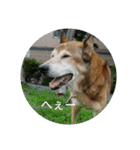 犬が適当に相づちを打つスタンプ（個別スタンプ：16）