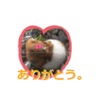 Loove Pets（個別スタンプ：32）