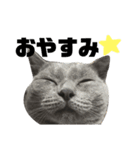 にゃんず。ねこず。（個別スタンプ：3）