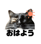 にゃんず。ねこず。（個別スタンプ：4）