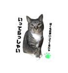 にゃんず。ねこず。（個別スタンプ：5）