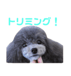 トイプードルのプリッツ（個別スタンプ：13）