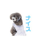 トイプードルのプリッツ（個別スタンプ：27）