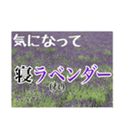 それゆけ、野菜…と花。〜All dull jokes（個別スタンプ：9）