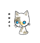 愛猫のらの（個別スタンプ：1）