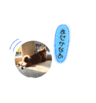 はーくん★2（個別スタンプ：31）