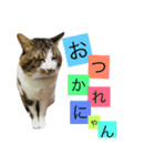 ポンとルビー（個別スタンプ：3）