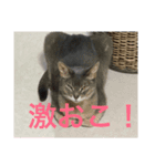 うちの猫たちダイテトたぬぬ（個別スタンプ：8）