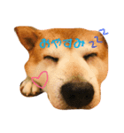 柴犬たいようとれお（個別スタンプ：1）