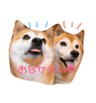 柴犬たいようとれお（個別スタンプ：2）
