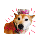 柴犬たいようとれお（個別スタンプ：3）