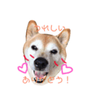 柴犬たいようとれお（個別スタンプ：4）