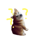 柴犬たいようとれお（個別スタンプ：5）