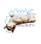 柴犬たいようとれお（個別スタンプ：6）