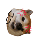 柴犬たいようとれお（個別スタンプ：7）