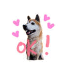 柴犬たいようとれお（個別スタンプ：8）