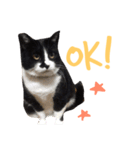 にゃんのほのぼのスタンプ（個別スタンプ：2）