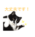 にゃんのほのぼのスタンプ（個別スタンプ：3）