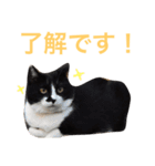 にゃんのほのぼのスタンプ（個別スタンプ：4）