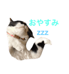 にゃんのほのぼのスタンプ（個別スタンプ：5）