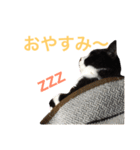 にゃんのほのぼのスタンプ（個別スタンプ：6）