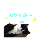 にゃんのほのぼのスタンプ（個別スタンプ：7）