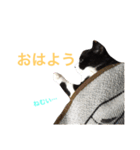 にゃんのほのぼのスタンプ（個別スタンプ：10）