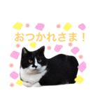 にゃんのほのぼのスタンプ（個別スタンプ：11）