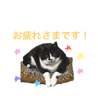 にゃんのほのぼのスタンプ（個別スタンプ：13）