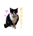 にゃんのほのぼのスタンプ（個別スタンプ：14）