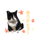 にゃんのほのぼのスタンプ（個別スタンプ：15）