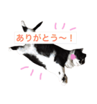 にゃんのほのぼのスタンプ（個別スタンプ：16）
