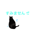 にゃんのほのぼのスタンプ（個別スタンプ：17）