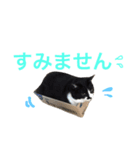 にゃんのほのぼのスタンプ（個別スタンプ：18）