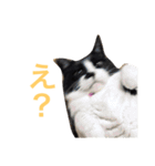 にゃんのほのぼのスタンプ（個別スタンプ：19）