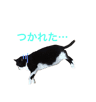 にゃんのほのぼのスタンプ（個別スタンプ：26）