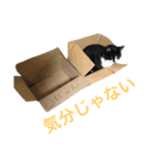 にゃんのほのぼのスタンプ（個別スタンプ：28）