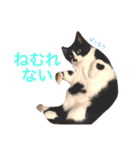 にゃんのほのぼのスタンプ（個別スタンプ：30）