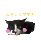 にゃんのほのぼのスタンプ（個別スタンプ：32）