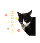 にゃんのほのぼのスタンプ（個別スタンプ：33）